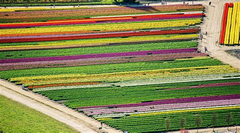 Aerial View Of Rows Of Colorful Tulip Fields And Paths Digital Art by ...