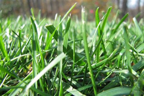 Lime Application for Your Lawn: The What, When, & Why - Green Care Turf Management