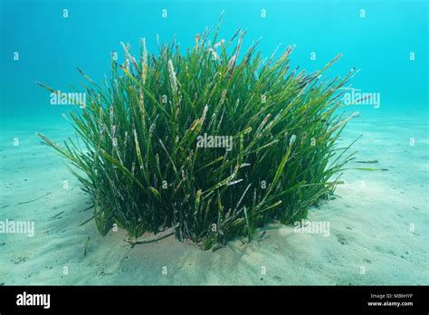 Posidonia oceanica hi-res stock photography and images - Alamy