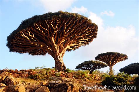 Traveling in Socotra