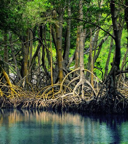 Environmental Monitor | Carbon In Everglades National Park Mangroves Valued At Billions