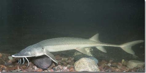 Shovelnose sturgeon side view photo and wallpaper. Cute Shovelnose ...