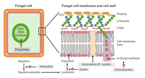 Antifungal Drugs Mechanism