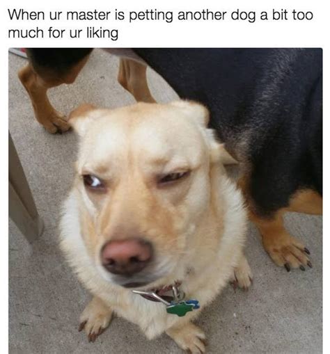 Awkward Laughing Dog Meme