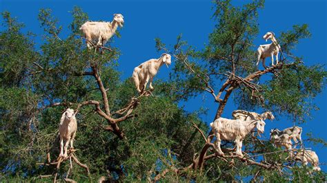 Argan Goats – Bing Wallpaper Download