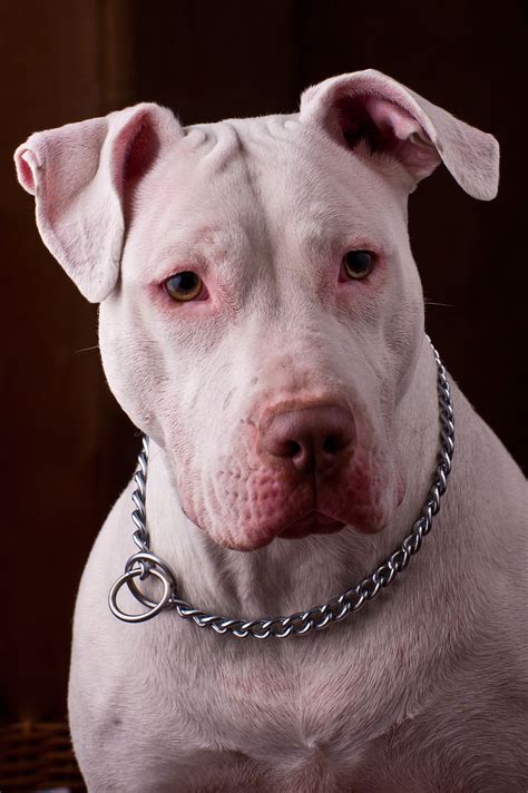 American Pitbull Terrier - Wikipedia, la enciclopedia libre