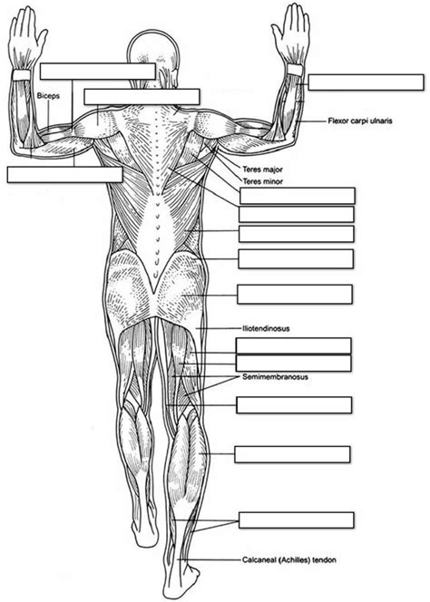 Blank Muscle Worksheet For Toddlers