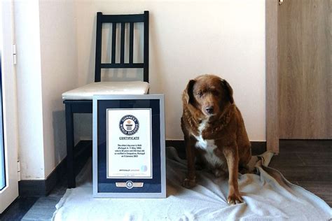 30-Year-Old Dog Bobi Named Guinness World Records' Oldest Dog Ever