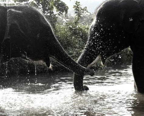 Elephants' emotions - Southern Thailand Elephant Foundation