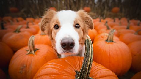 Download Pumpkin Muzzle Animal Dog HD Wallpaper