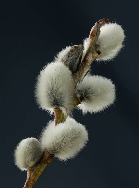 Photo of 2015-02-28 Close-ups of Salicaceae flowers, Weinviertel (Producer M. Stich)