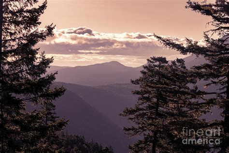 Olympic Mountains at Sunrise Framed by Pine Trees Photograph by Brandon ...