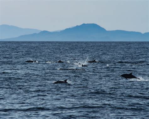 Silurian surveys the Hebridean seas once more! — Hebridean Whale ...