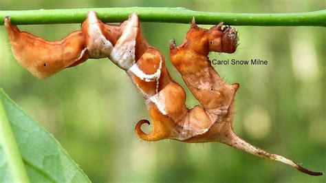 Curve-Lined Owlet Moth Caterpillar | South Carolina Public Radio