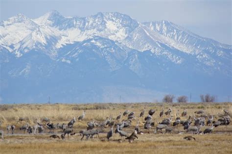 Monte Vista National Wildlife Refuge (Alamosa) - 2020 Alles wat u moet weten VOORDAT je gaat ...