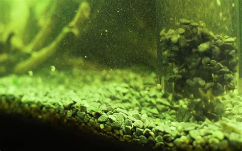 How to Get Rid of Algae in Aquarium: Removal and Prevention Guide