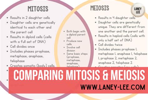 Compare contrast mitosis and meiosis. Compare and Contrast Mitosis and Meiosis. 2022-11-03