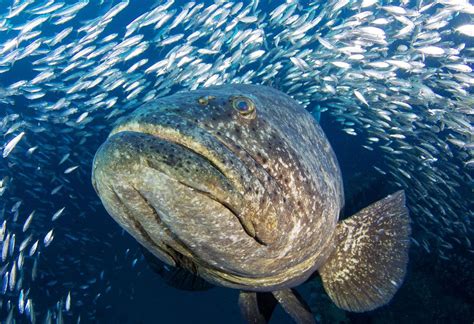 The Monster Fish That Made Me a Conservationist – Costa Rica Fishing ...