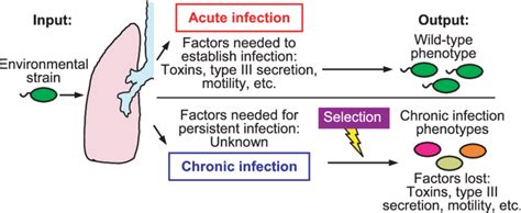 The factors needed for acute infections are generally well understood ...