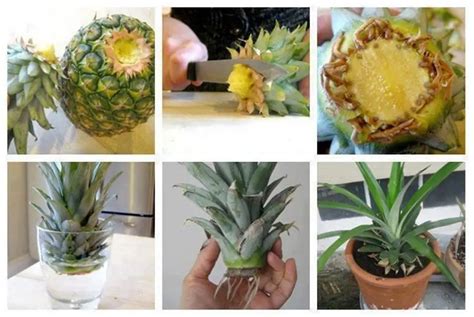 How to Grow A Pineapple In Your Home or Garden - Plant Instructions