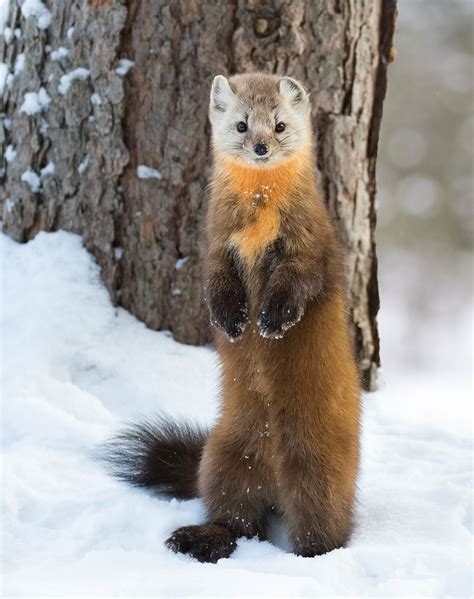 beautiful-wildlife: “American Pine Marten by © Corey Hayes