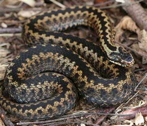 Denbighshire Countryside Service - Adder