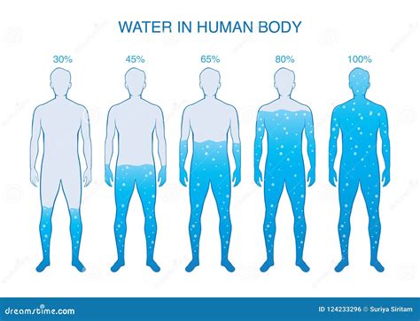 Difference Percentage of Water in the Human Body. Stock Vector ...