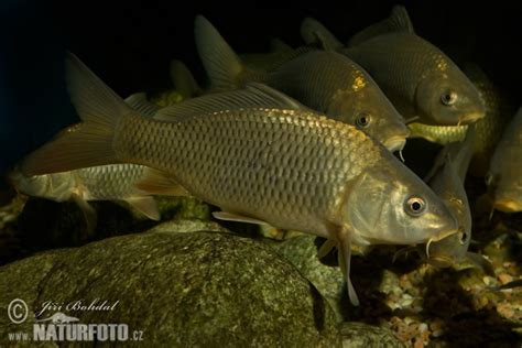 Cyprinus carpio Pictures, Carp Images, Nature Wildlife Photos | NaturePhoto