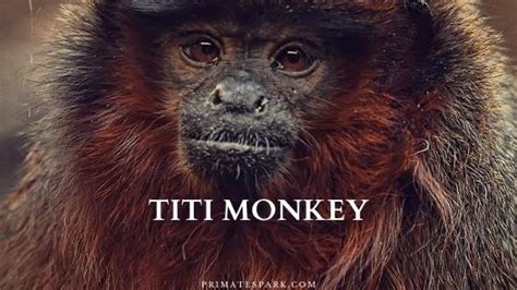 Titi Monkey - Profile | Facts | Size | Baby | Diet - Primates Park