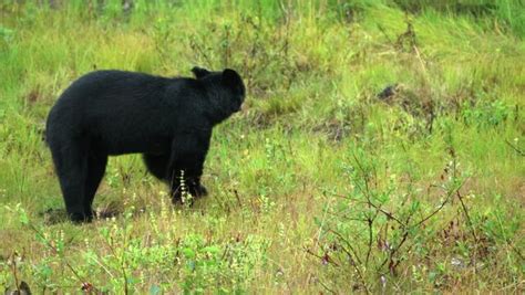 California Bear Images – Browse 8,254 Stock Photos, Vectors, and Video | Adobe Stock