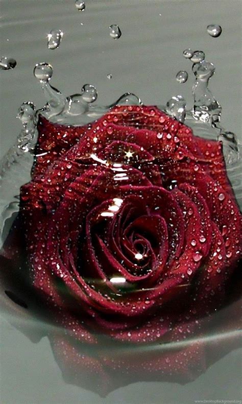 The Water Drops Rose Wallpapers - Wallpaper Cave