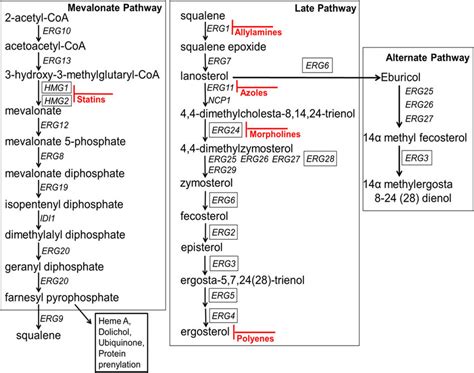 Ergosterol biosynthetic pathway. The box on the left diagrams the... | Download Scientific Diagram