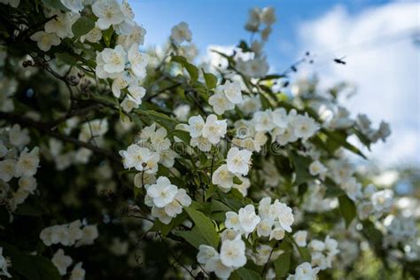 Mock-orange shrub in bloom stock photo. Image of landscape - 149629054