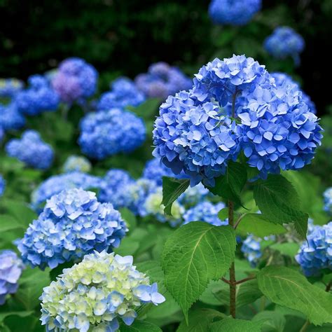 How to Change Hydrangea Color