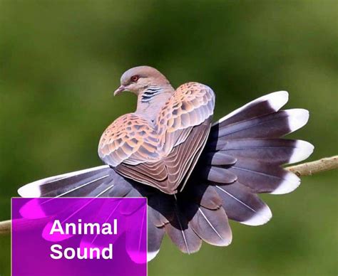 Bird Sound Effect Free MP3 Download | MingoSounds | Mingo Sounds