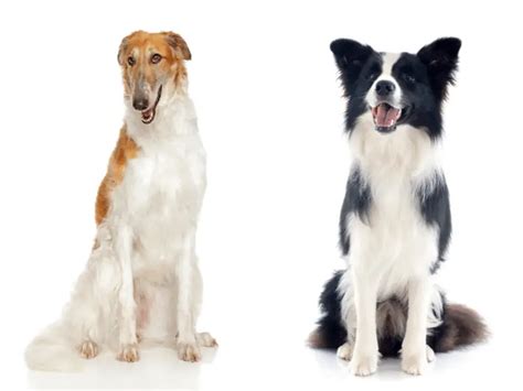 Borzoi Border Collie Mix - National Borzoi Club