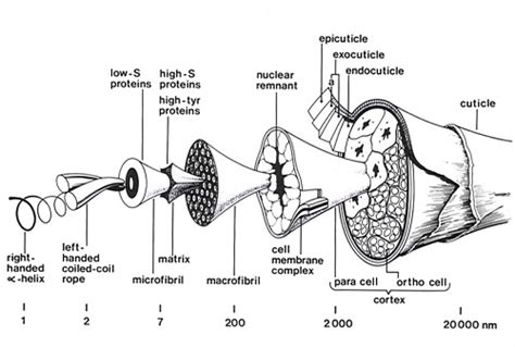 Unravelling the structure of the wool fibre and other keratins – CSIROpedia