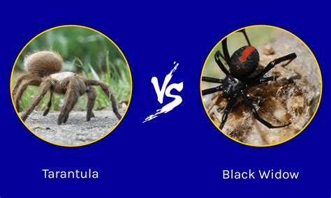 Tarantula vs Black Widow: ใครจะชนะในการต่อสู้? | Newagepitbulls