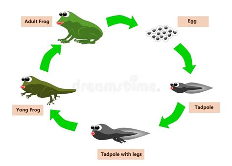 Frog life cycle stock illustration. Illustration of spawn - 54420239