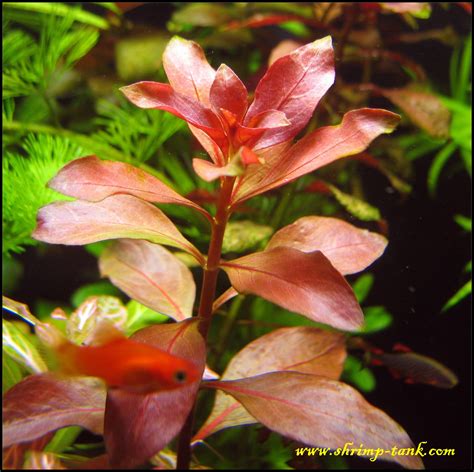 Shrimp-Tank.com Ludwigia repens "Rubin"