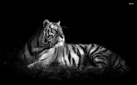 Black and White Tiger Wallpaper - WallpaperSafari