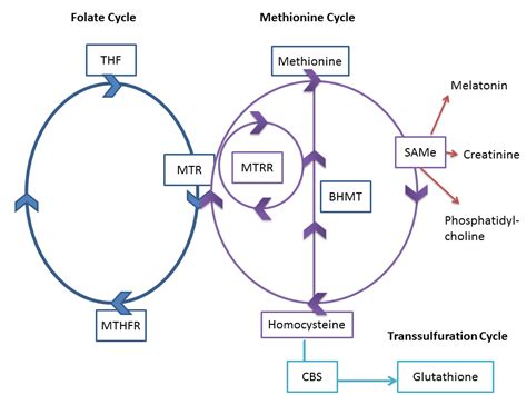 Methylation Part 1: A Balancing Act — Chameleon Wellness