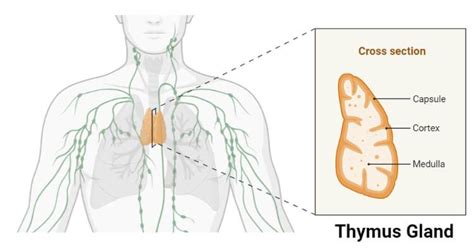 Thymus Gland- Definition, Structure, Hormones, Functions, Disorders | Gland, Hormones, Human ...