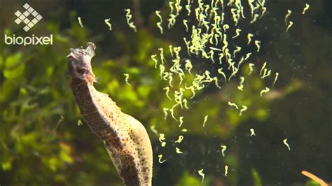 Male Seahorse giving birth. - YouTube