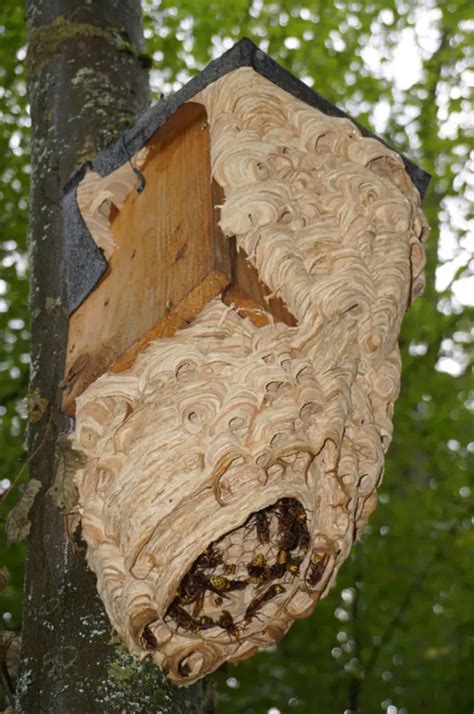 Can I Safely (Or Naturally) Get Rid Of Wasps And Hornets – Country Homestead Living – Living The ...