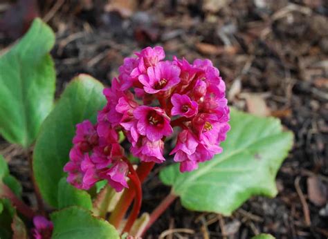 13 Different Types of Bergenia Flowers - Homeporio