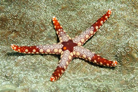 17 Bizarre and Beautiful Starfish Species