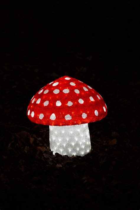 Illuminated Mushroom Free Stock Photo - Public Domain Pictures