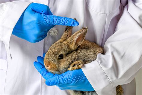 Ivermectin for rabbits: everything you need to know