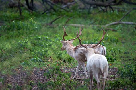 Albino Elk Photograph by Linda Kerkau | Fine Art America